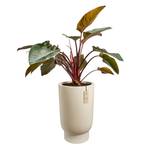 amber grail high 47cm linen white